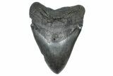 Huge Fossil Megalodon Tooth - South Carolina #371749-1